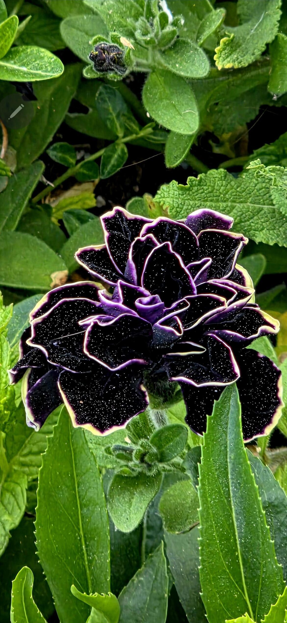 The most beautiful flower I've ever come across