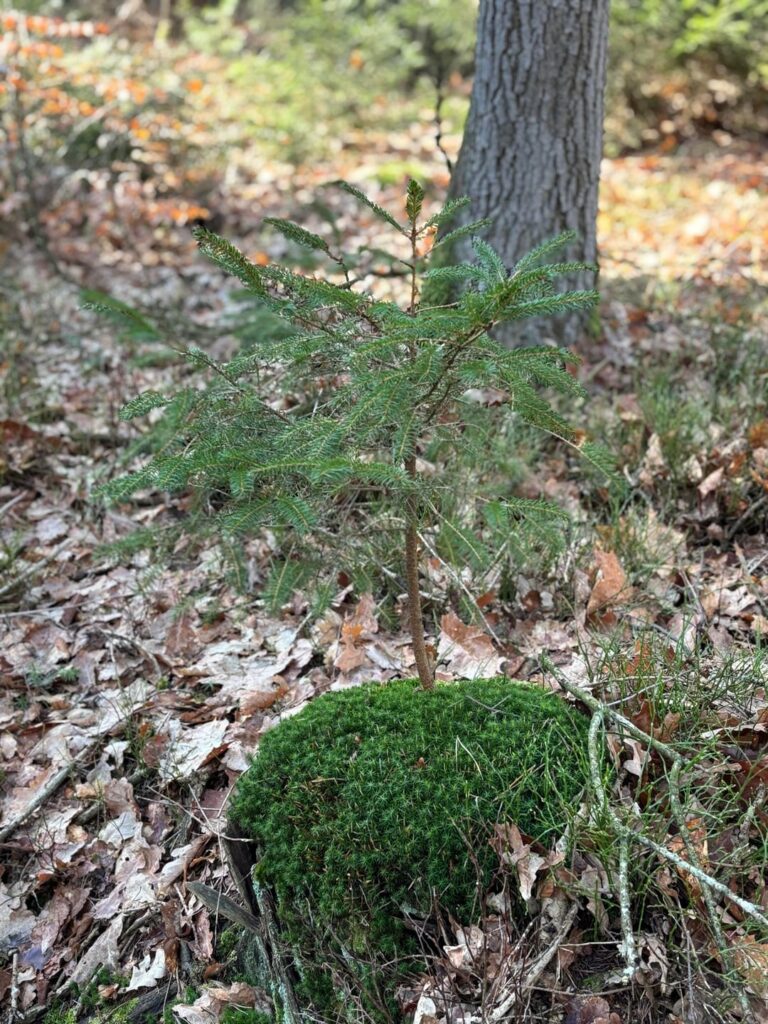 Natural inspiration