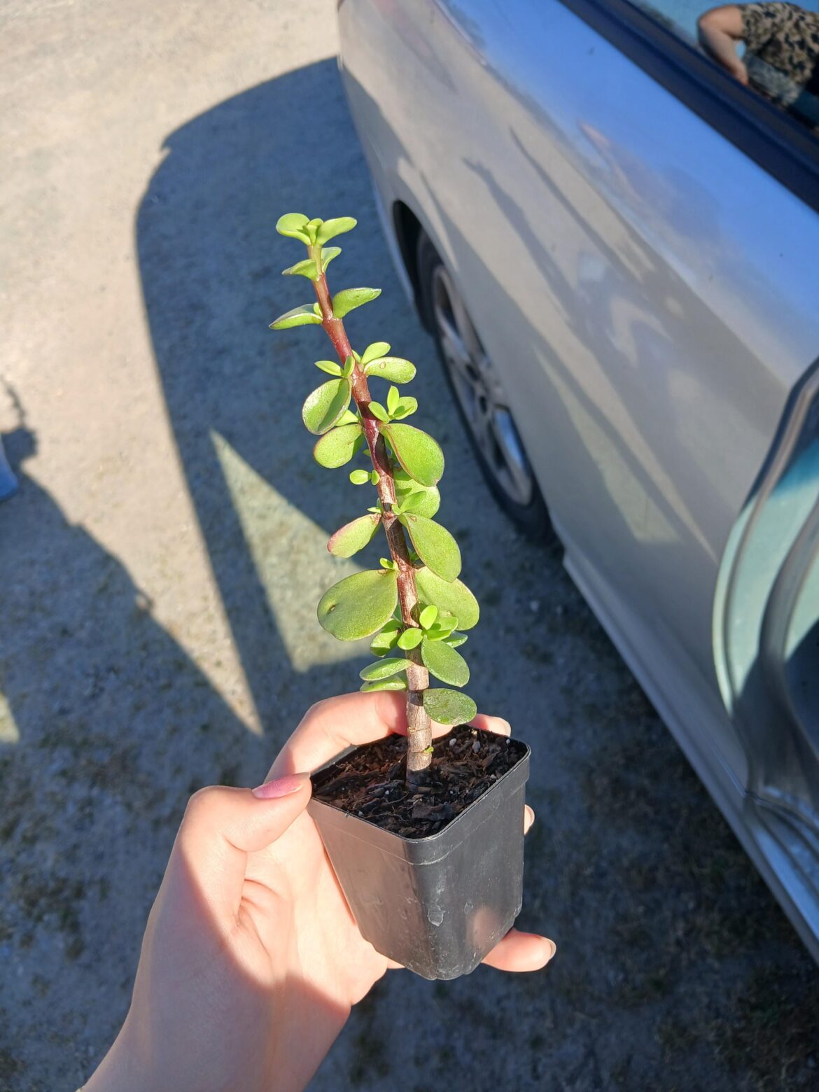 How can I get more than just a single stem from this Portulacaria afra succulent?