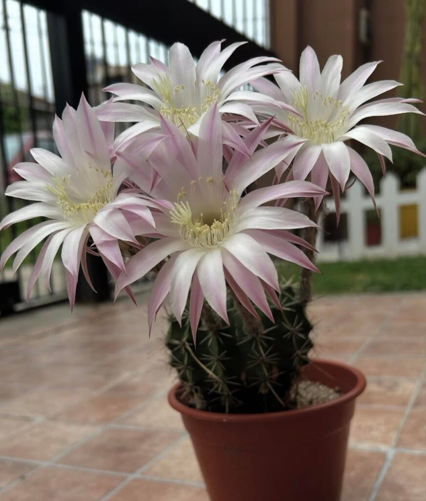 Las flores hablan cuando las palabras no alcanzan 🌸