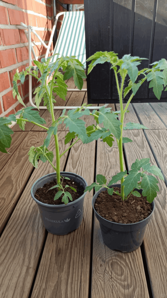 My tomato seedlings are growing so fast! Does the stem look healthy enough for transplanting soon?