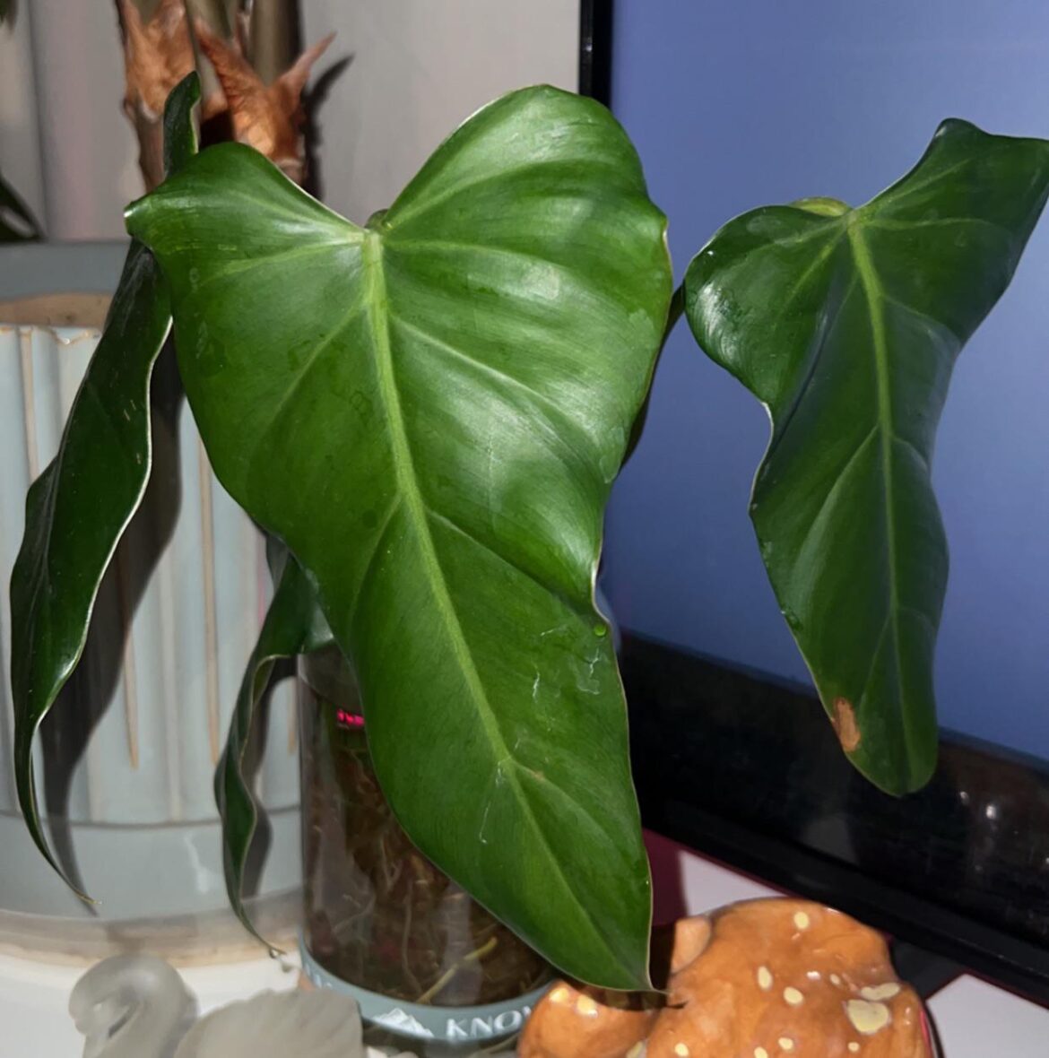 Philodendron ID