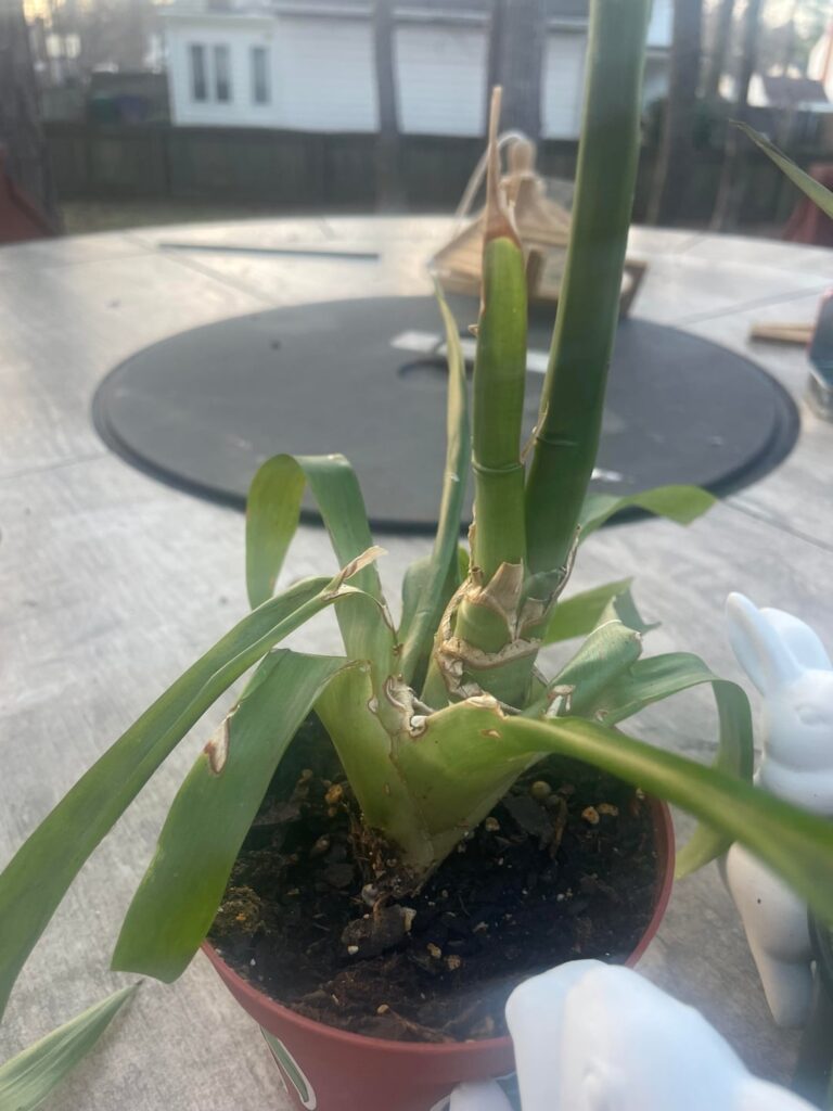 help with yellowing/dying bromeliads please!