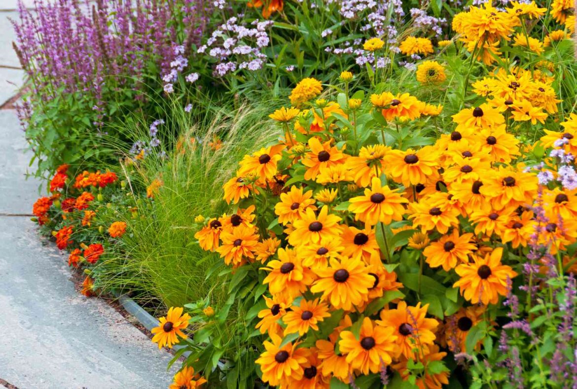 9 Fast-Growing Border Plants to Quickly Transform Your Garden 9 Fast-Growing Border Plants to Quickly Transform Your Garden