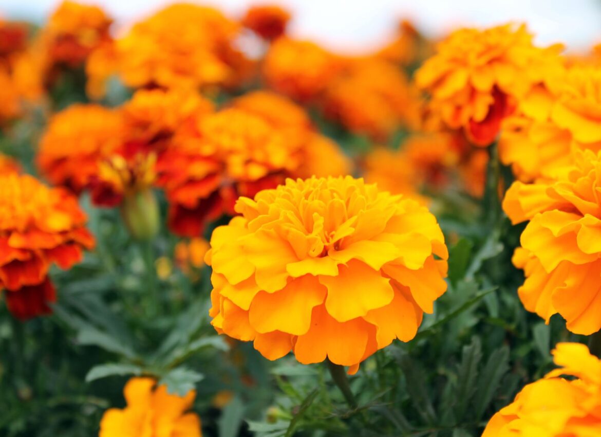 23 Marigold Companion Plants for Fewer Pests and Bigger Harvests 23 Marigold Companion Plants for Fewer Pests and Bigger Harvests
