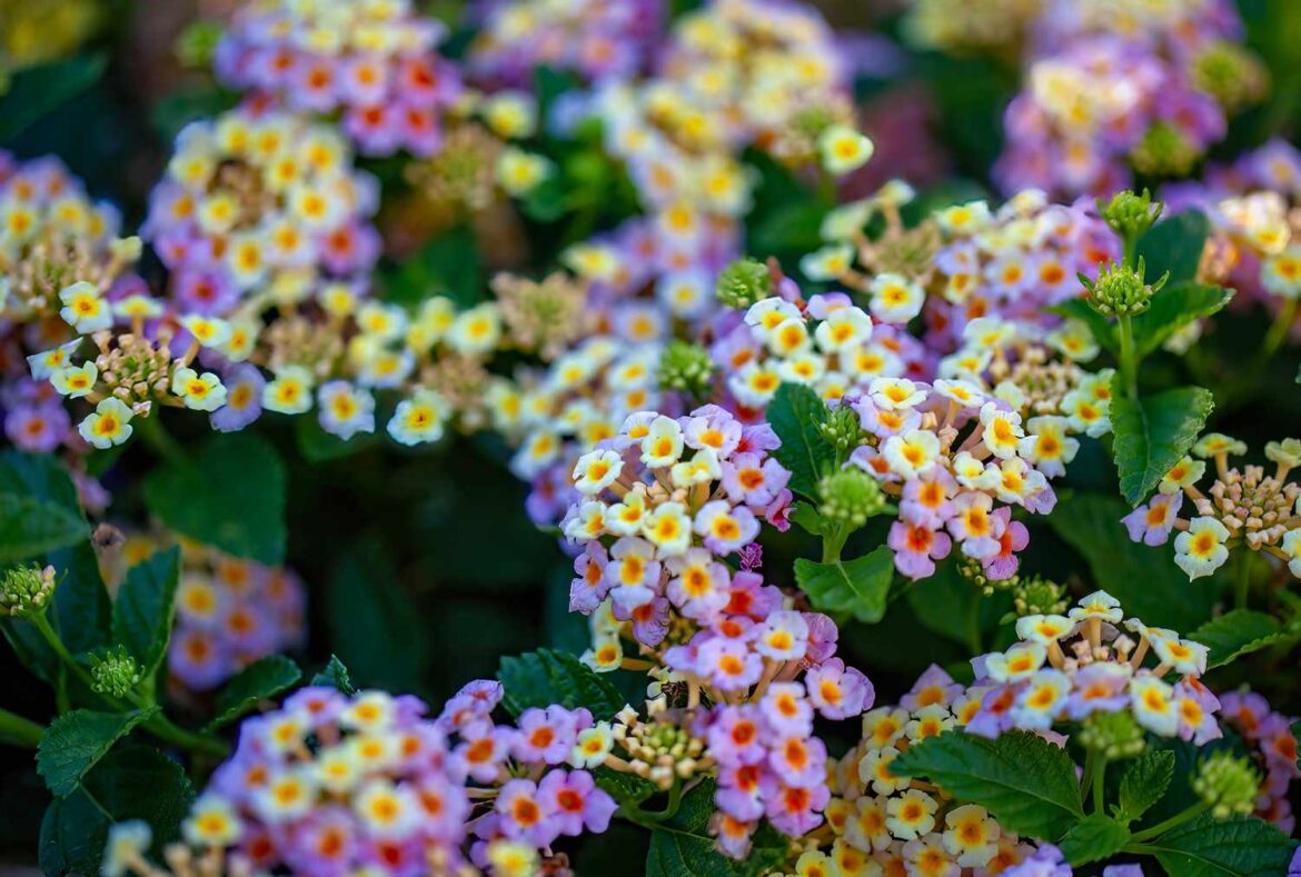 6 Annual Flowers You Should Never Plant in Your Garden