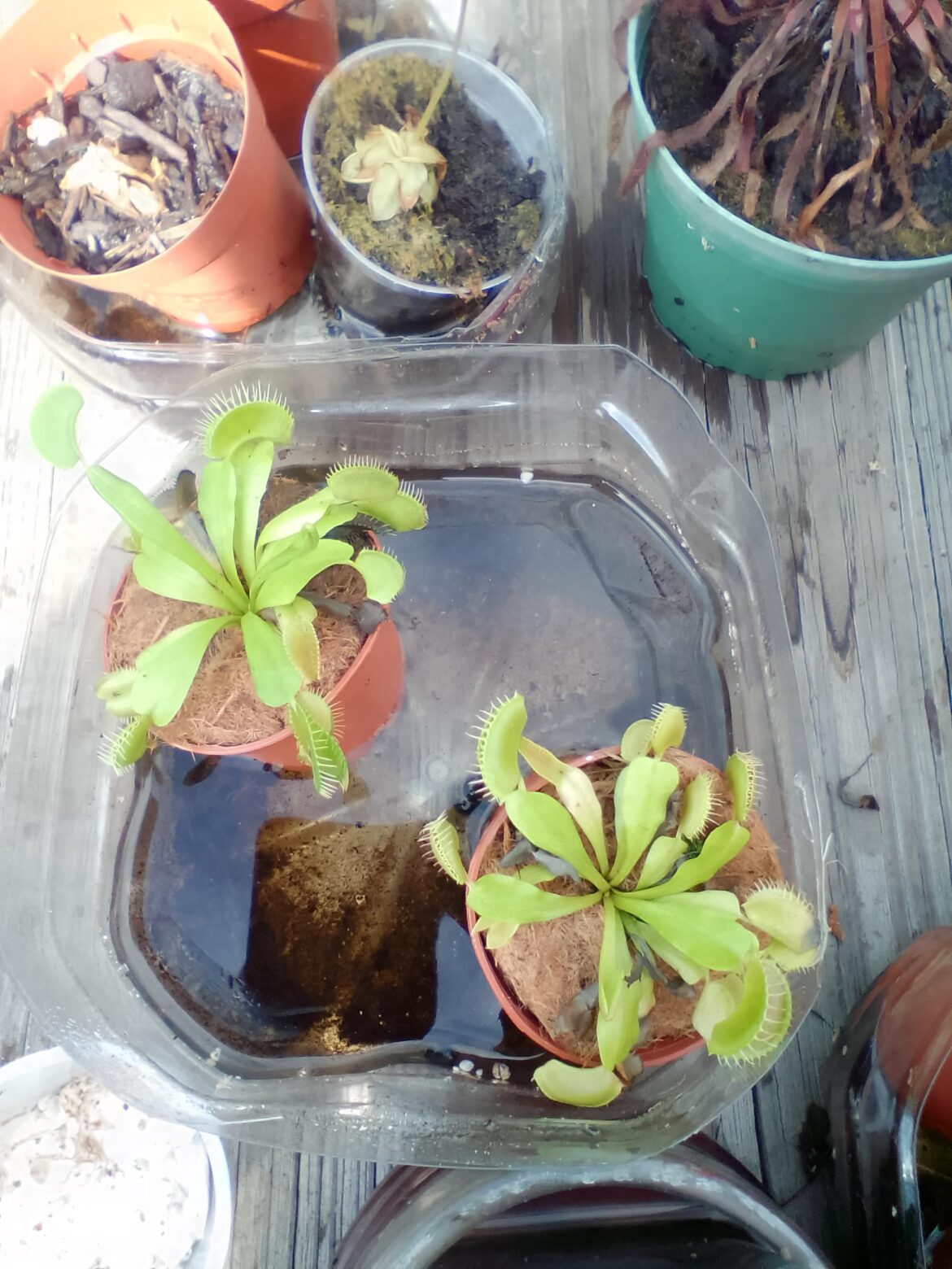 Two newbie Venus fly traps local