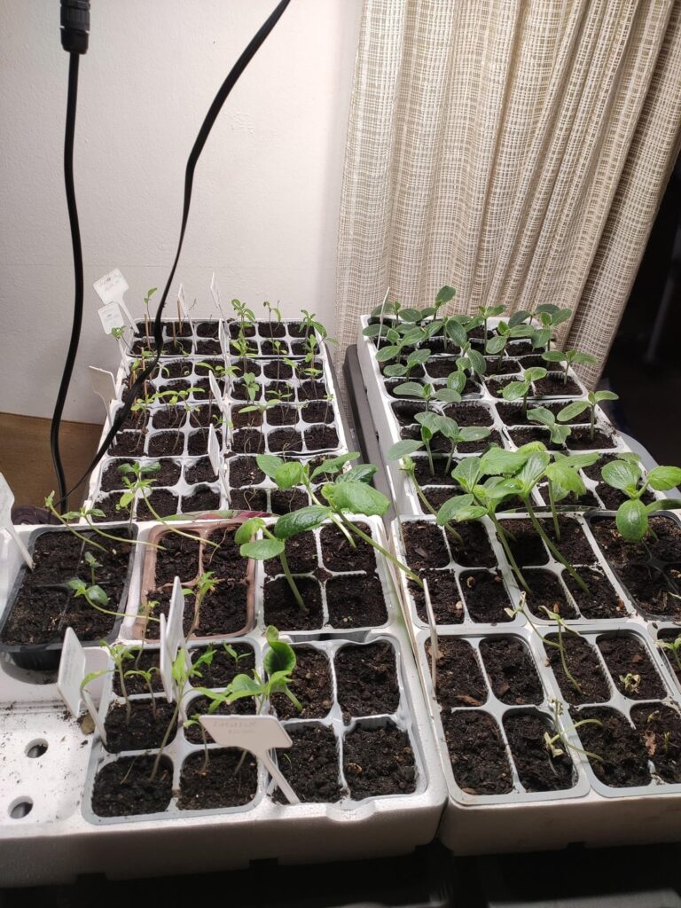 Struggling Indoor Tomato, Zucchini & Cucumber Seedlings Under Spider Farm SF1000 – Need Advice