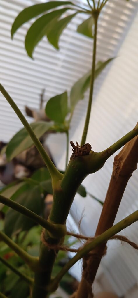 umbrella plant advice umbrella plant advice