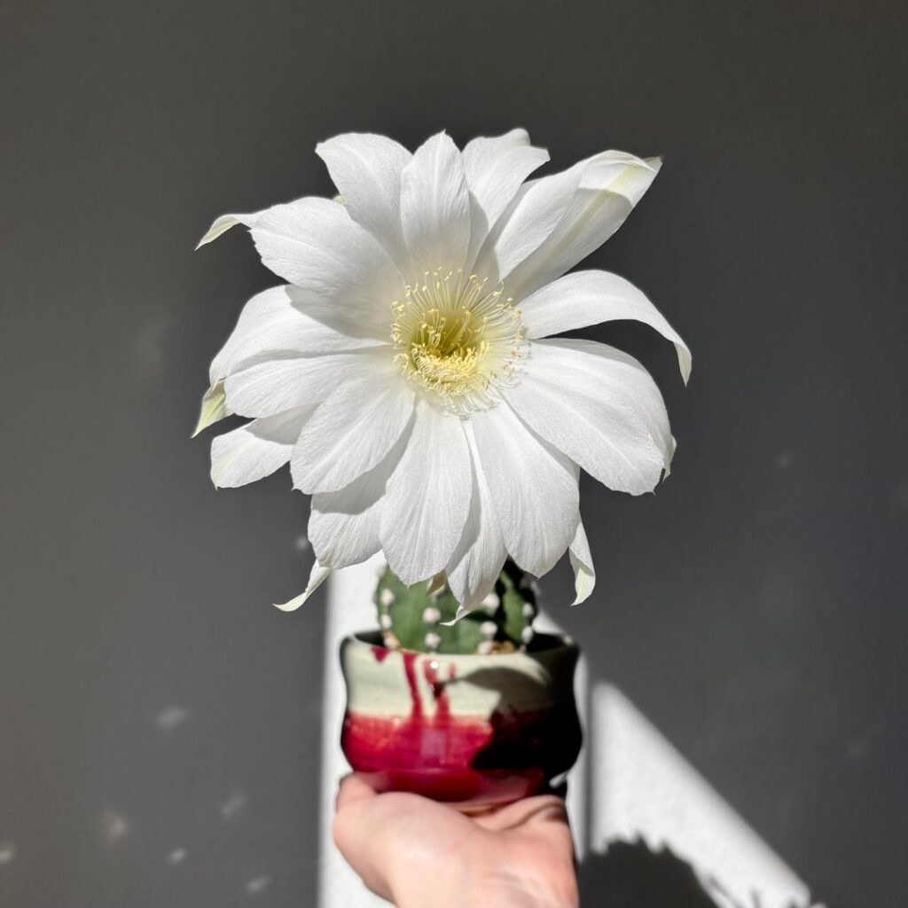 Domino bloomed last night 🤍