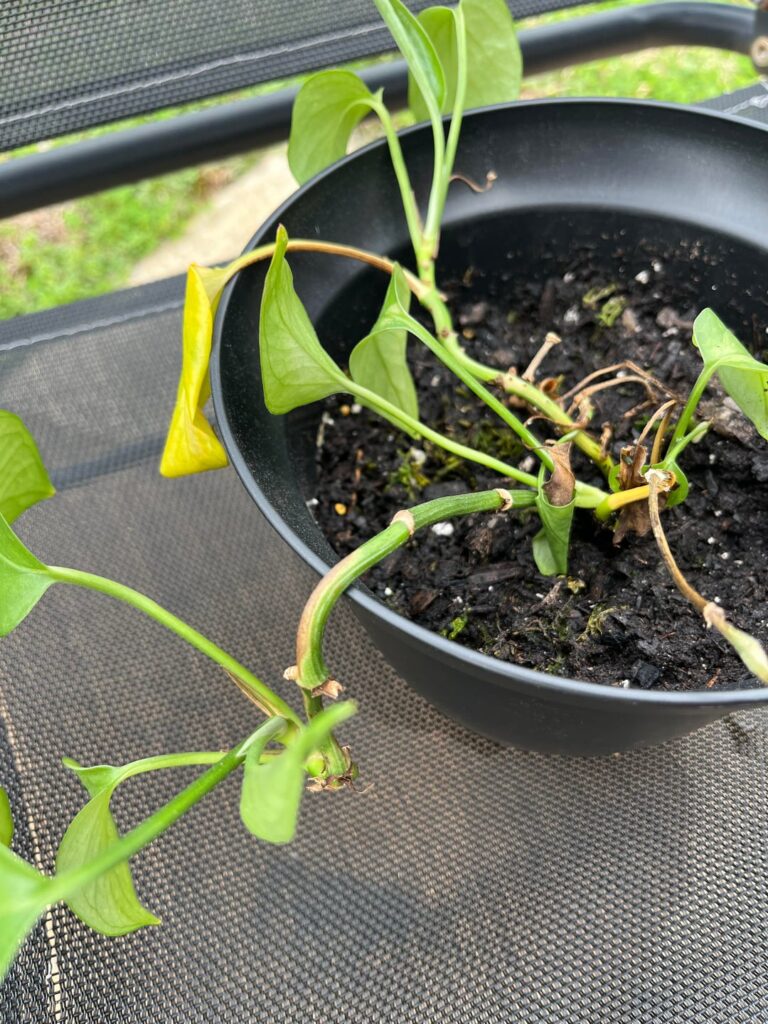 What am I doing wrong here? Should I snap off the one barely hanging on and prop?