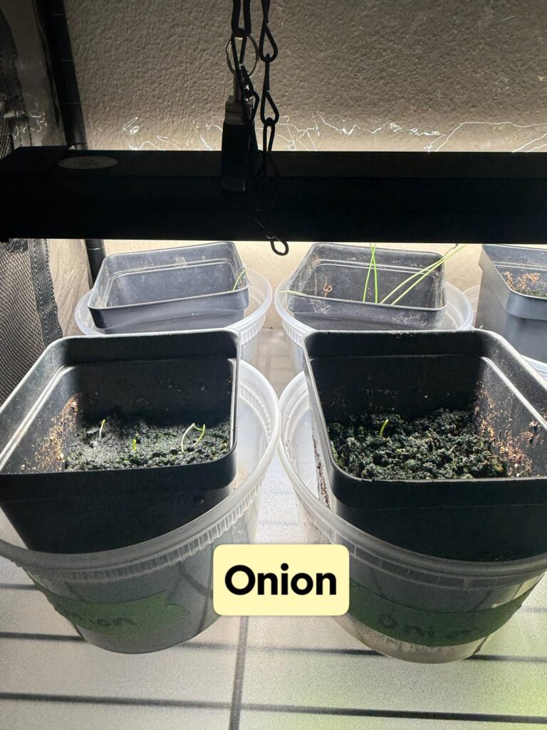 First time seed starting