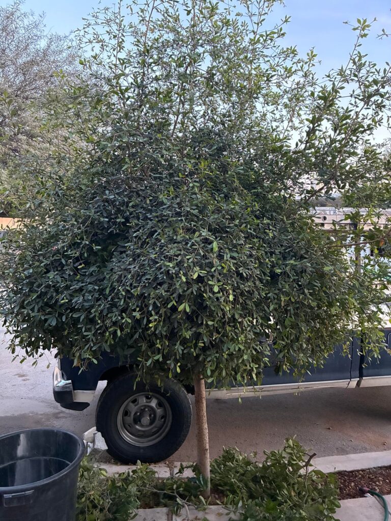Help with tree chopping Help with tree chopping