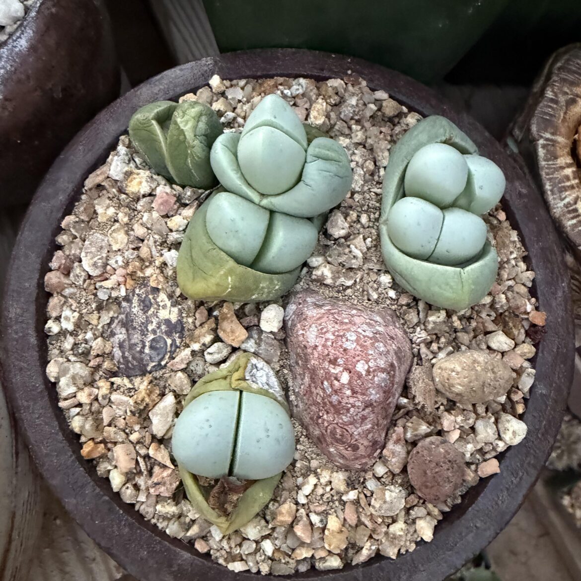 Argyroderma