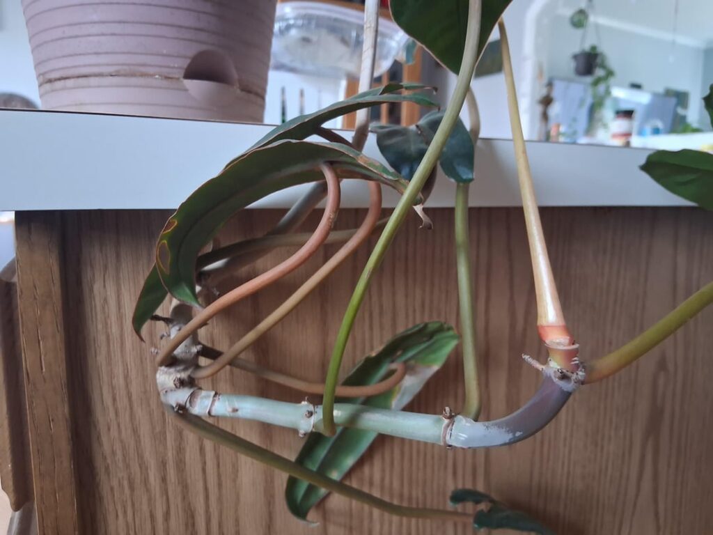 Where do I go from here? Tangled/ wild and awkward in the pot
