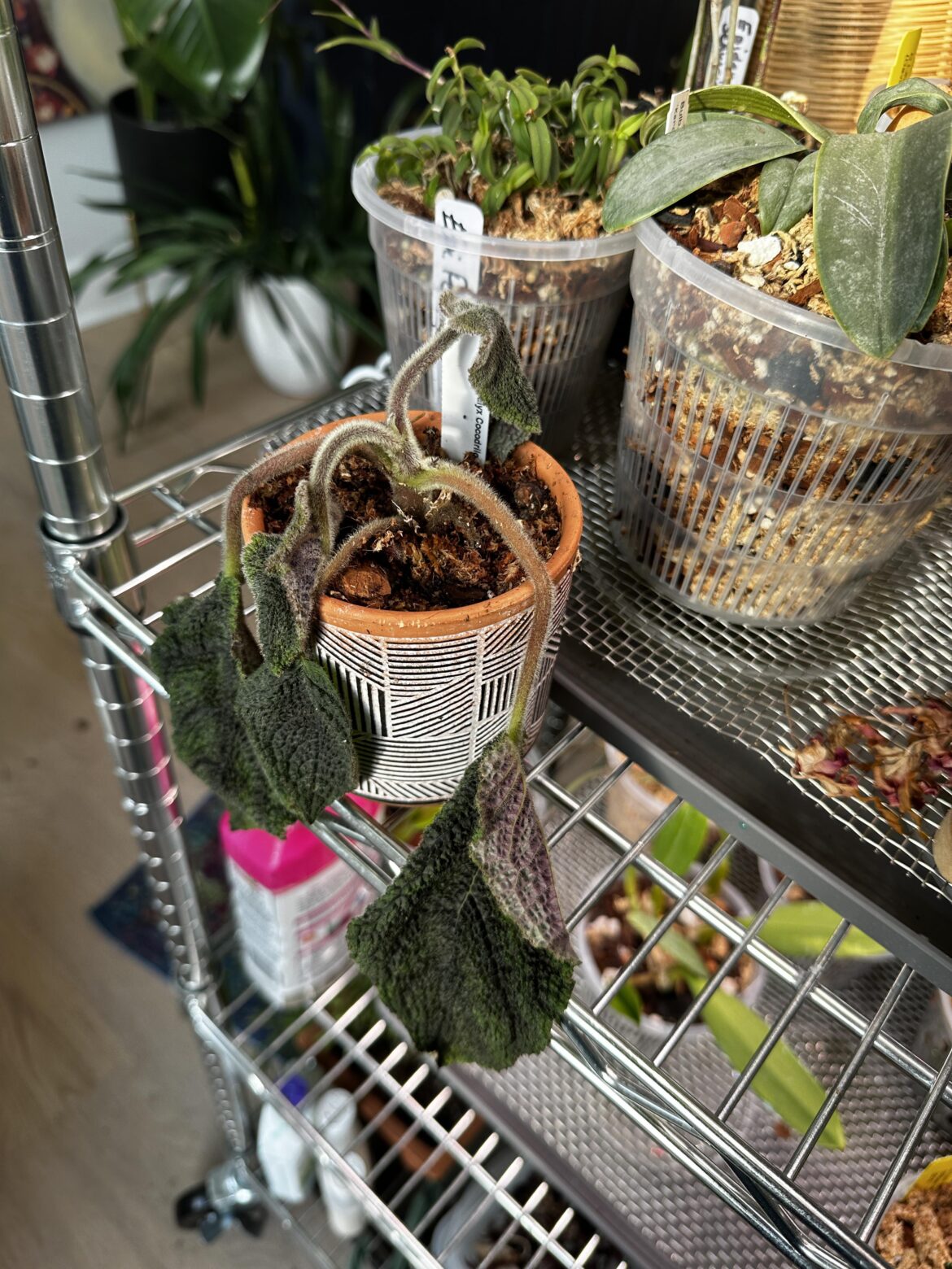 is she toast? nautiocalyx cocodrilo