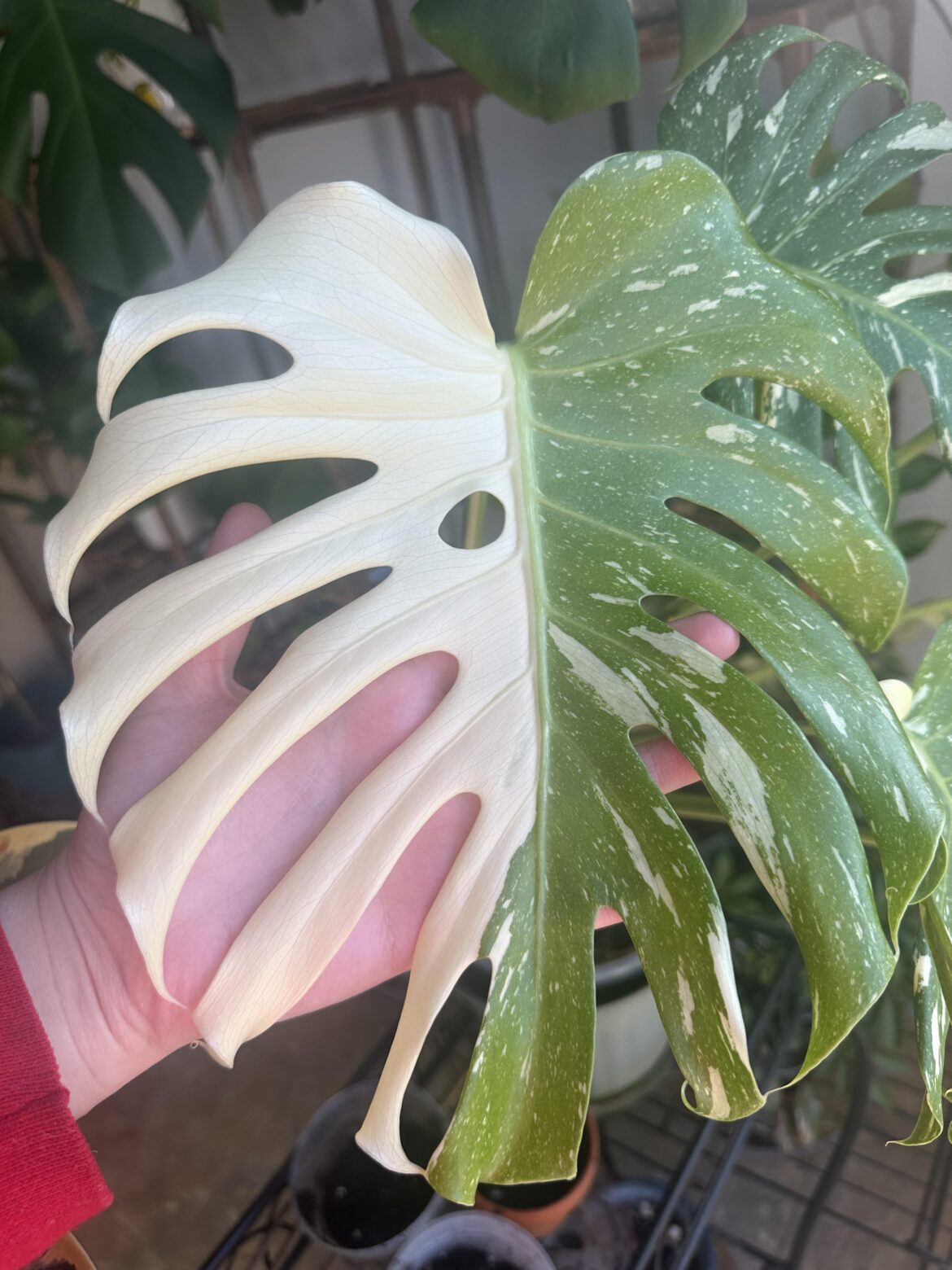 just appreciation for her newest leaf 🥹🌱🤍