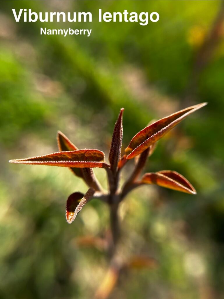 Some emergent plants