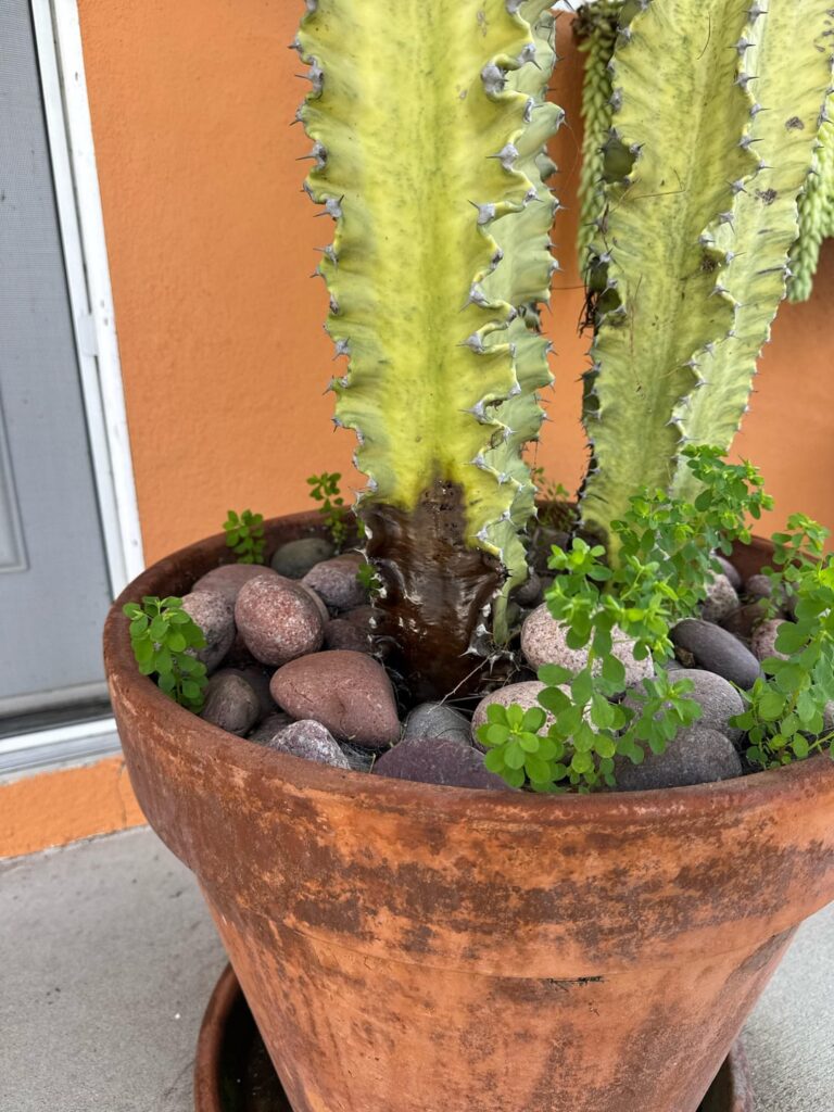 Rotting euphorbia? Should I cut?