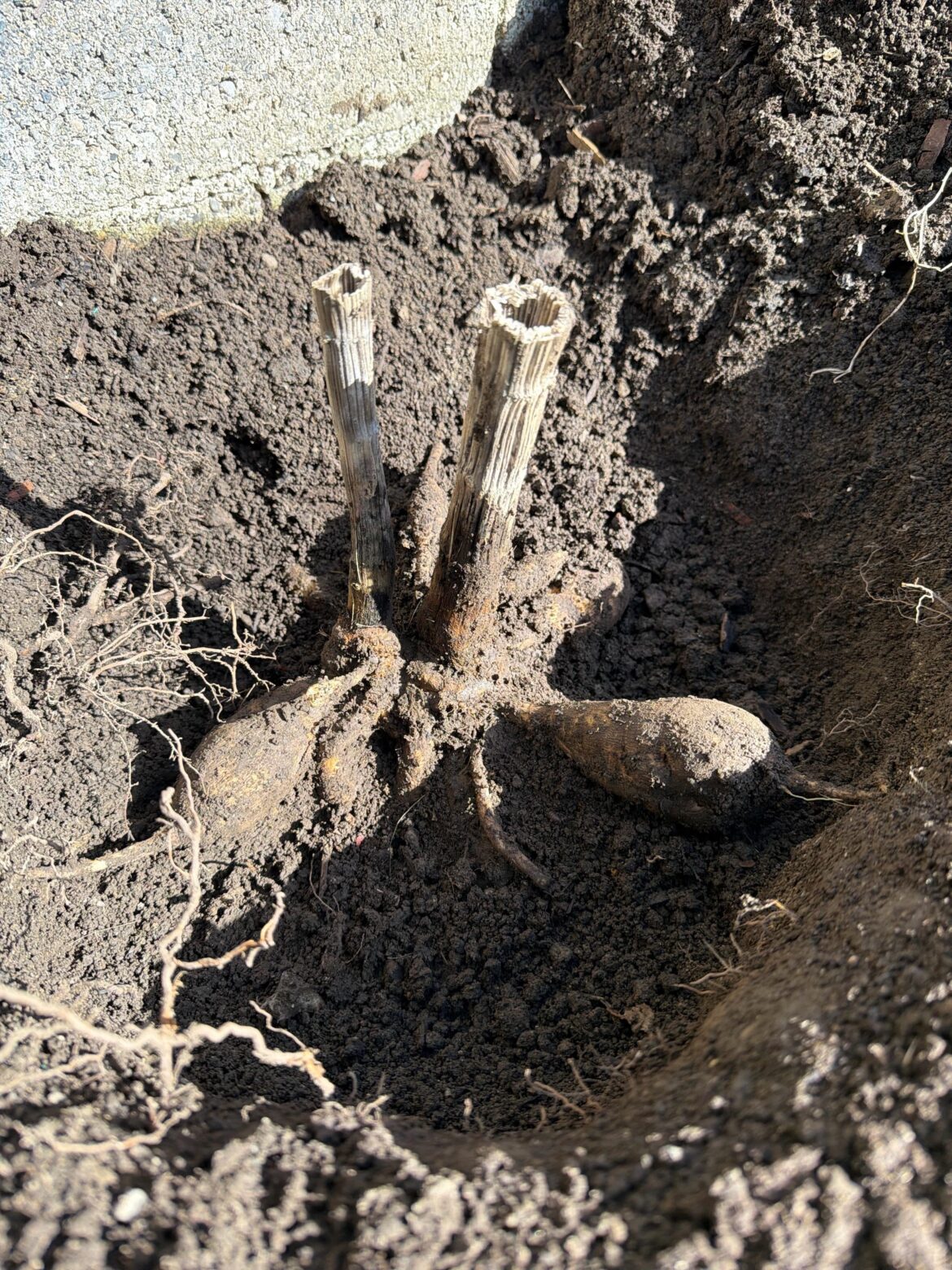 Advice: Tubers left in ground over winter (Ireland)