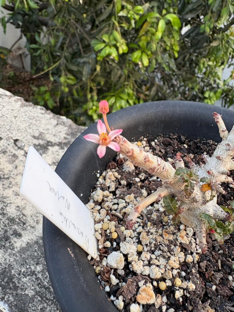 My Boswellia nana of 1.5~ish years has decided to bloom!!!!