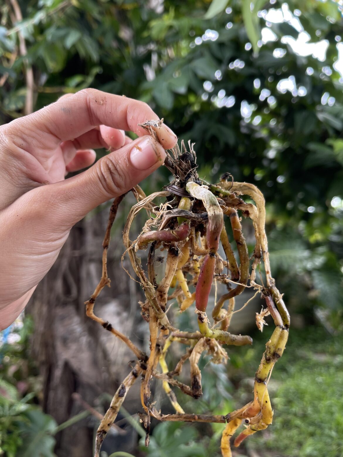 Do you guys think my Walmart clearance orchid find is salvageable? lol