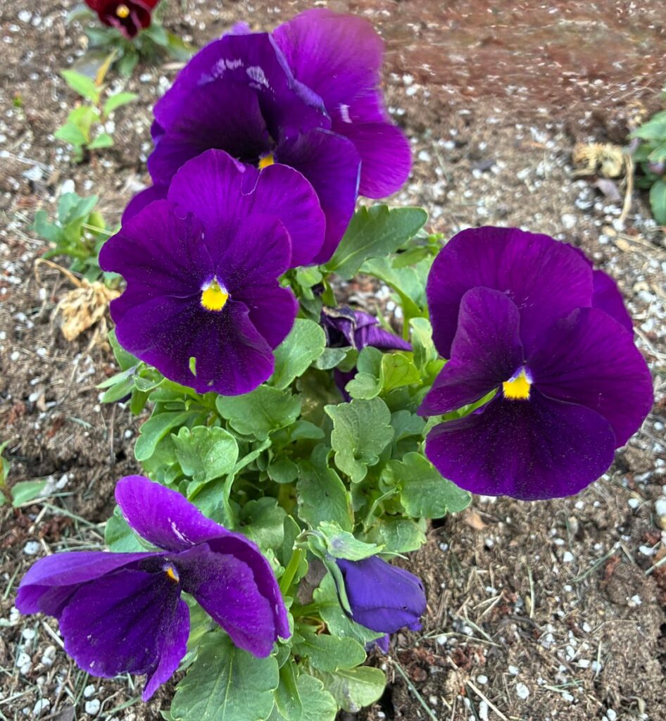 Purple & Yellow Pansies