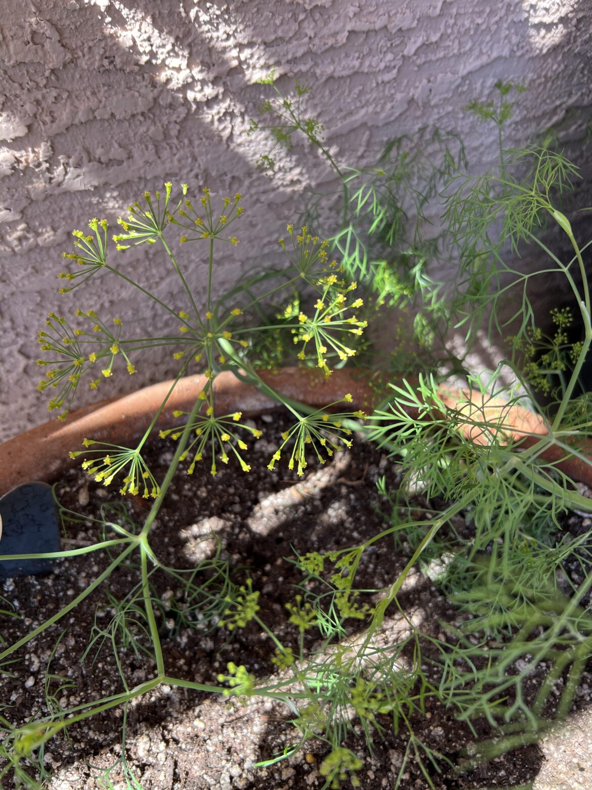 Unknown plant growing in backyard