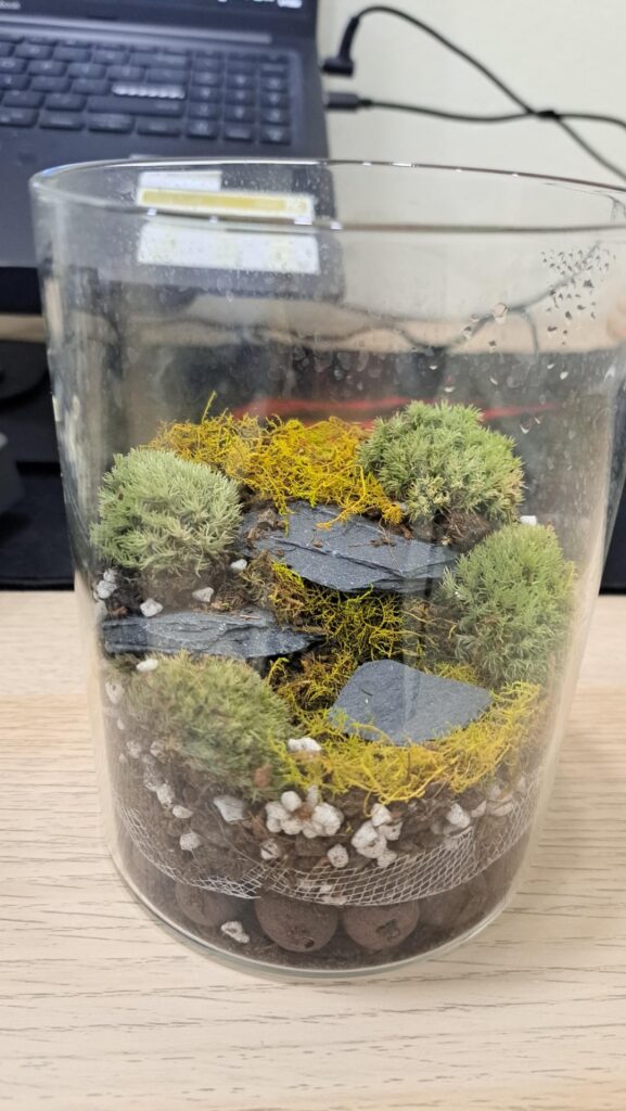 Sheet moss turning yellow