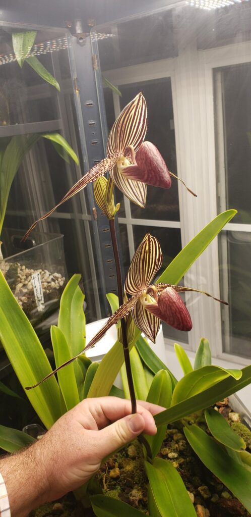 Rothschildianum final update