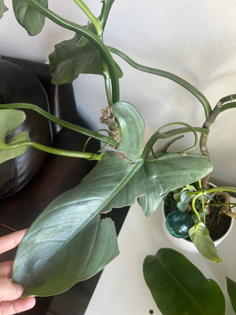 Do I keep this leaf, and do I need to cut the other piece off?