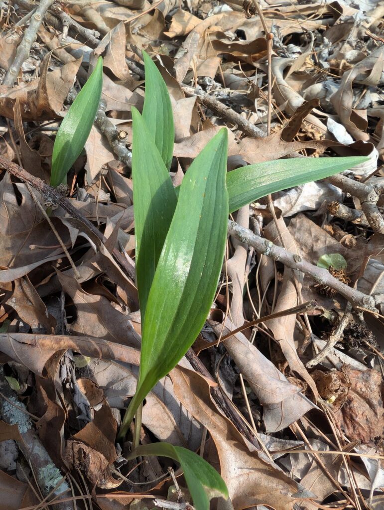 lily of the valley?