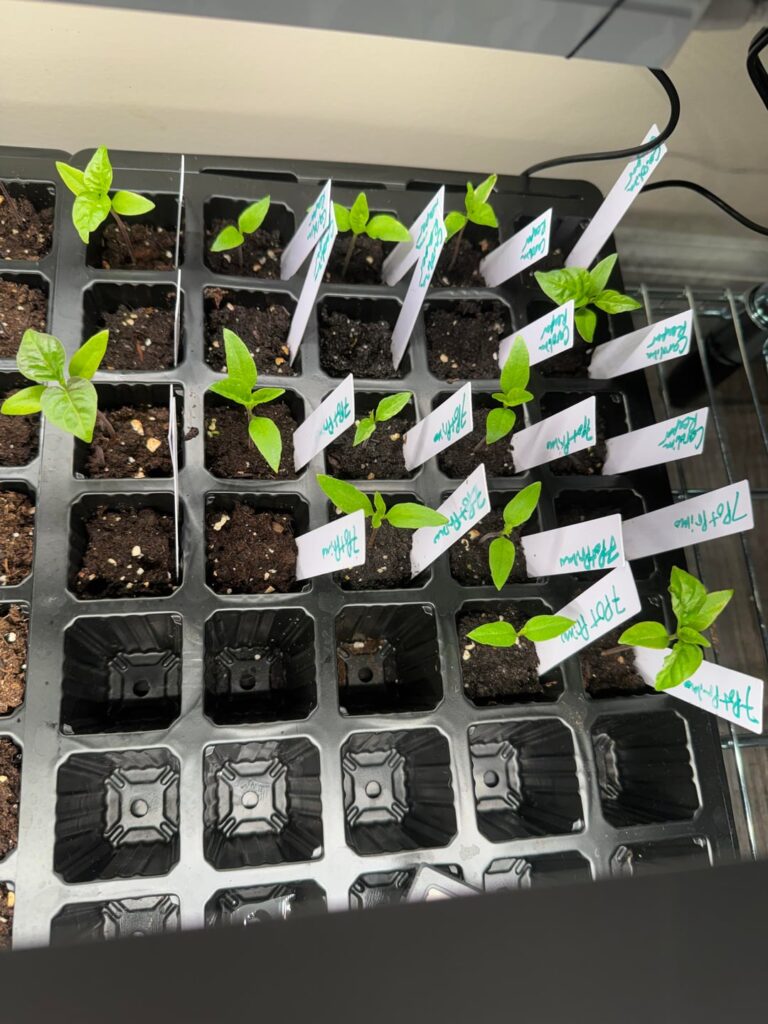 When should I pot up ?