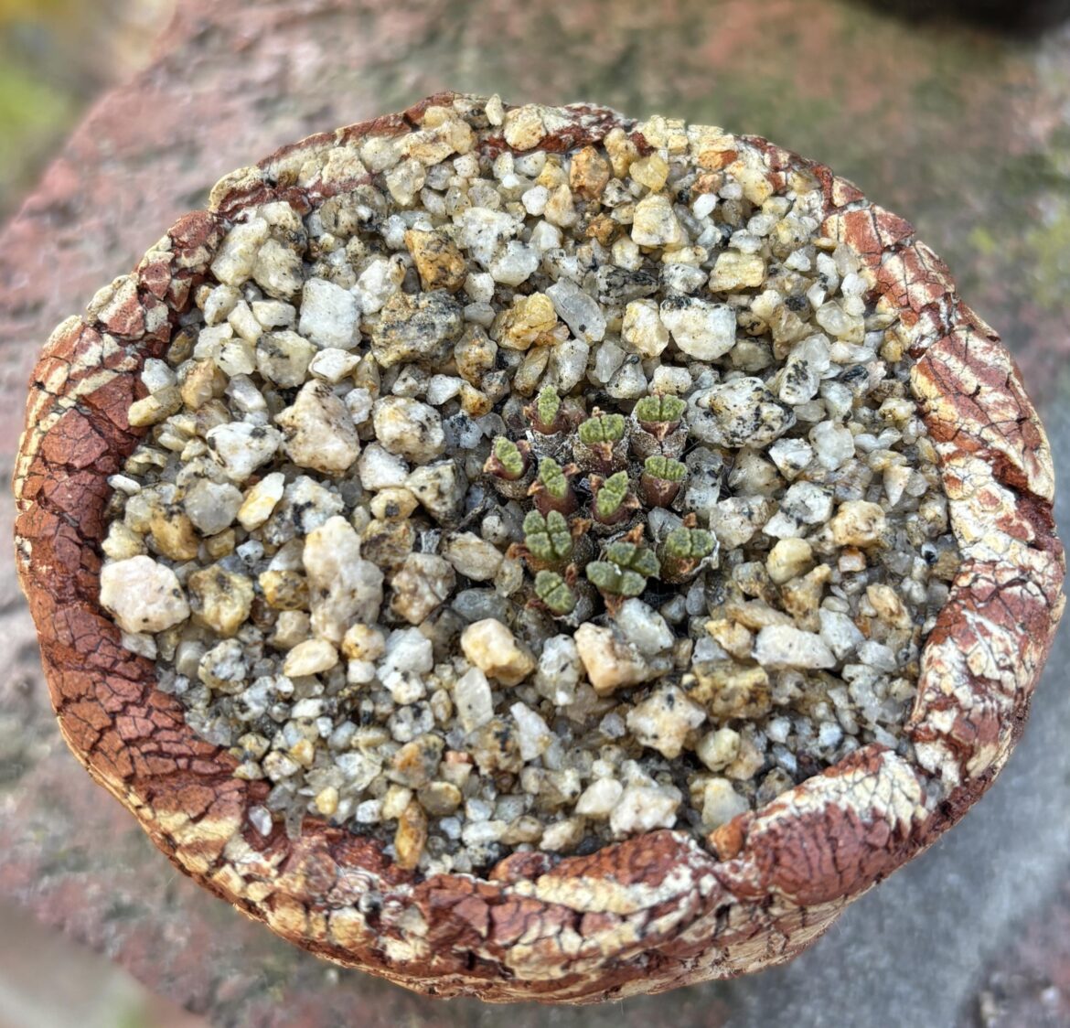Conophytum reconditum coming out of its short winter dormancy
