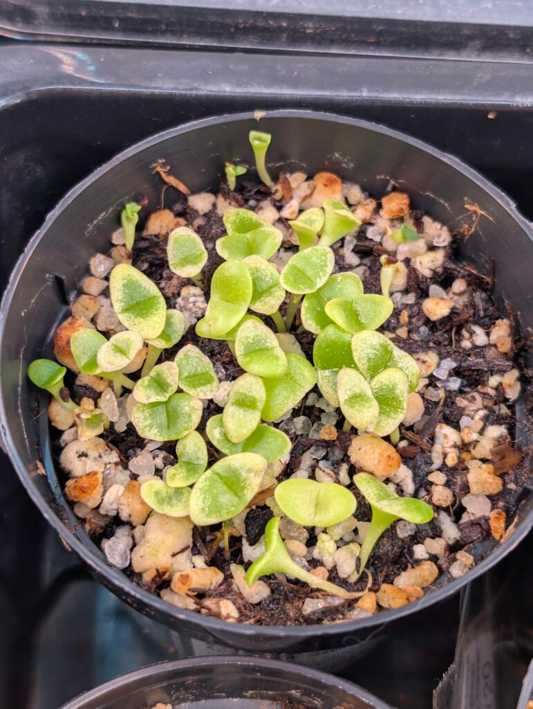 Advice for pleiospilos simulans seedlings? Advice for pleiospilos simulans seedlings?