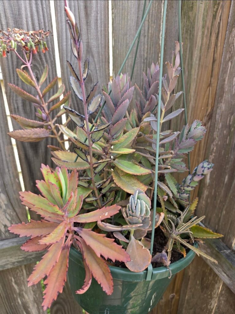 A few Kalanchoe baskets