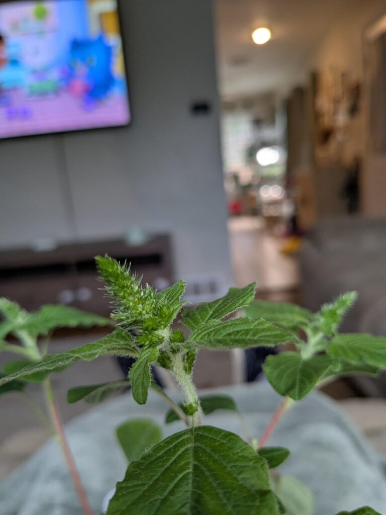 Pepperoncini plant