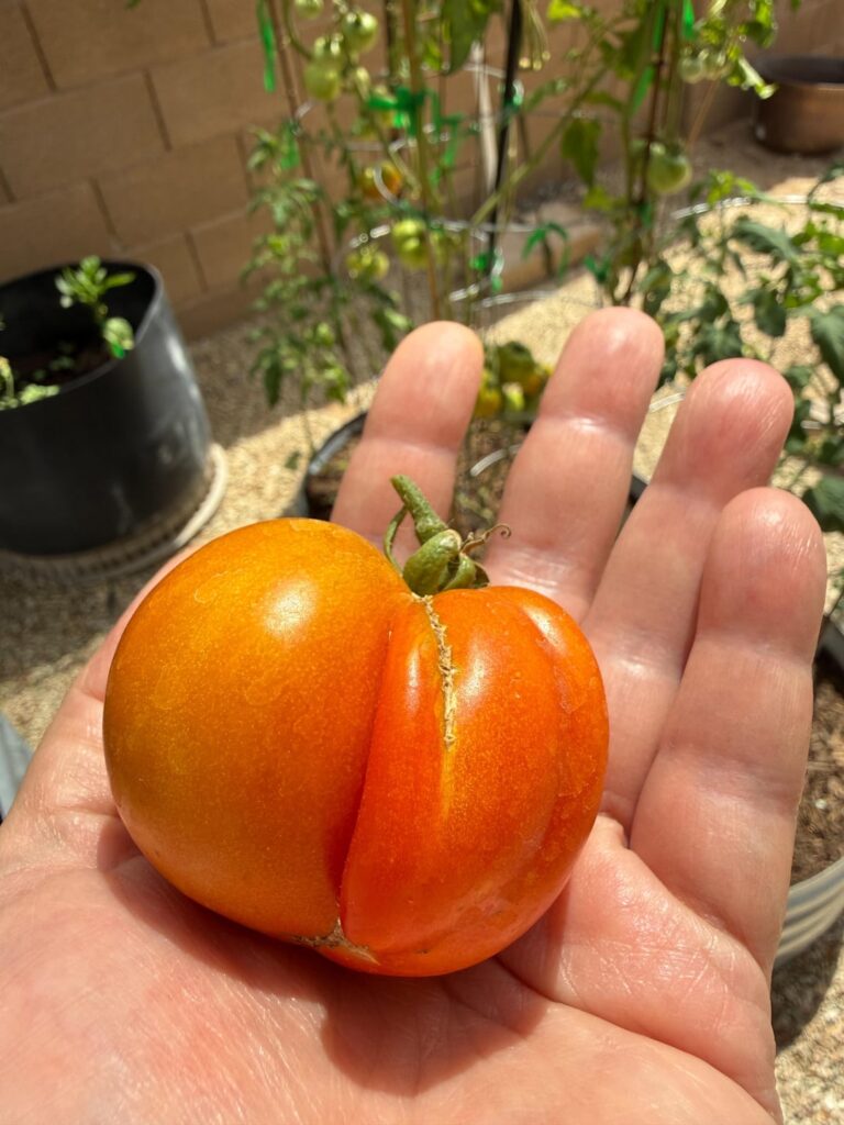 Early girl and beefsteak, last year’s plants hanging on in hot AZ.