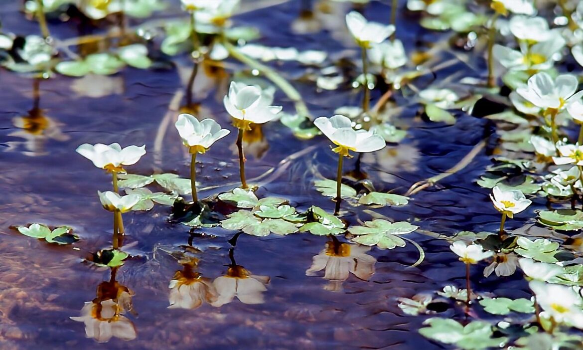 RANUNCULUS AQUATILIS.[OC]