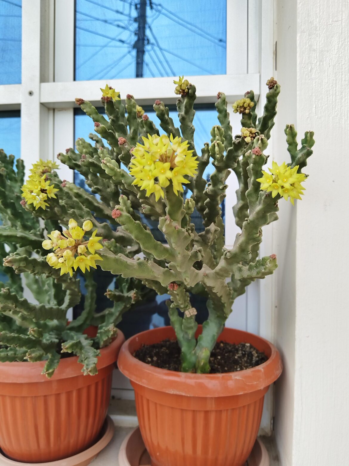 My favorite cactus