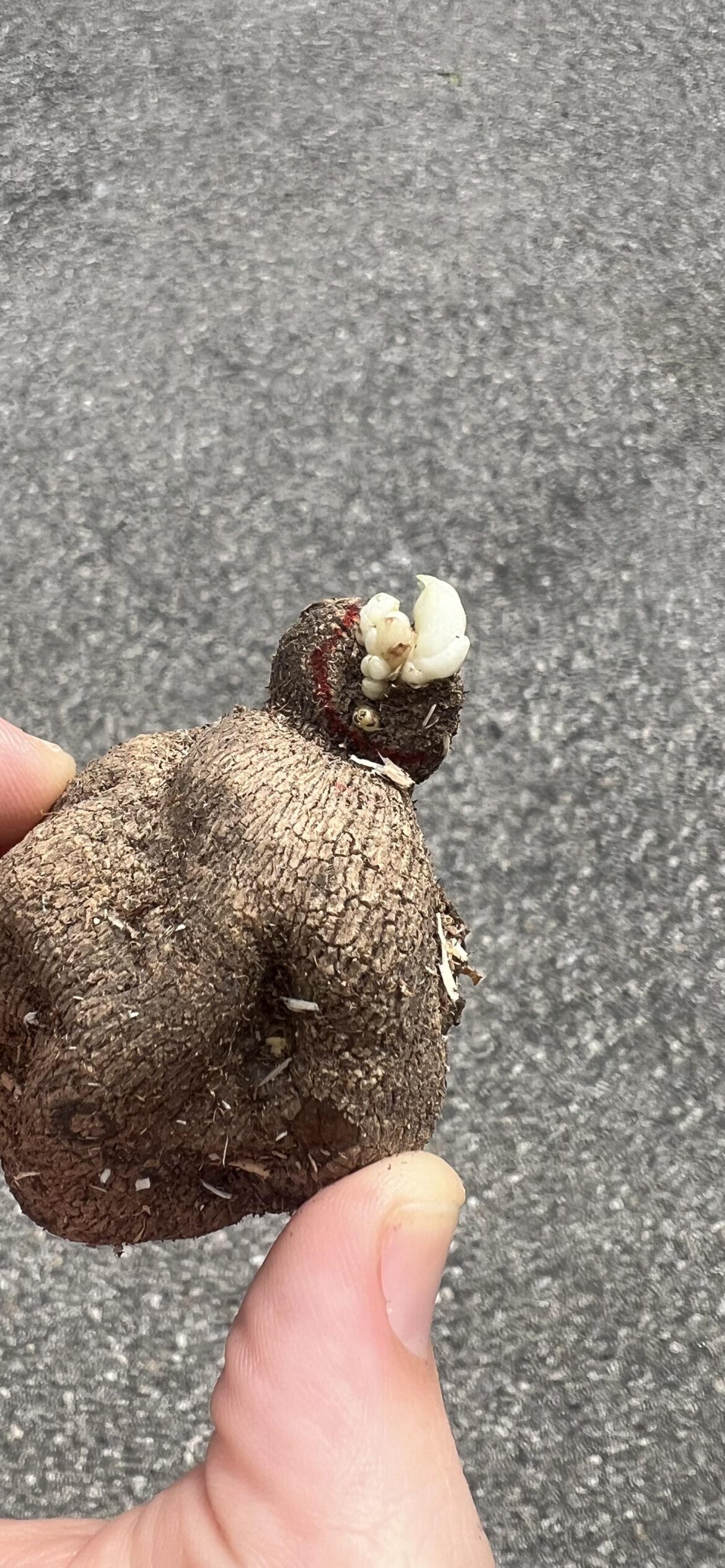 What would you do-gall edition? What would you do-gall edition?