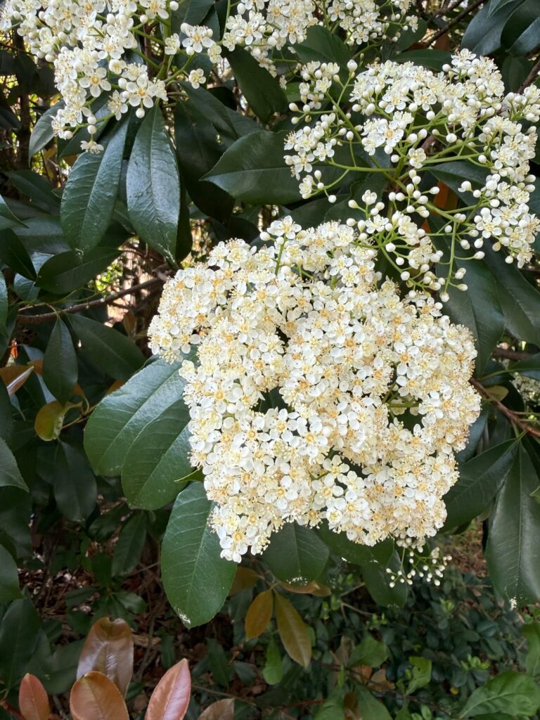 What is this tree? GA, USA