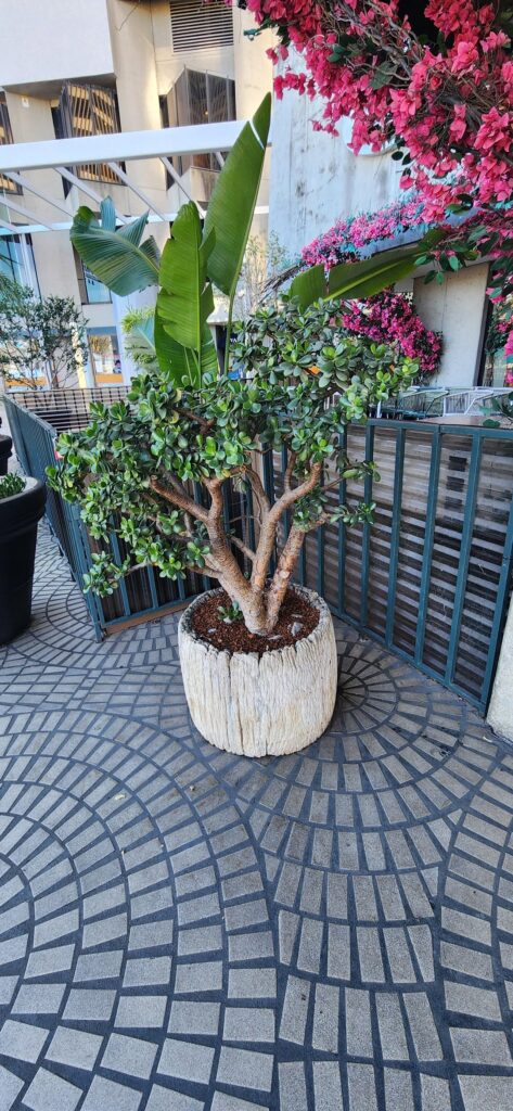 Succulents around town