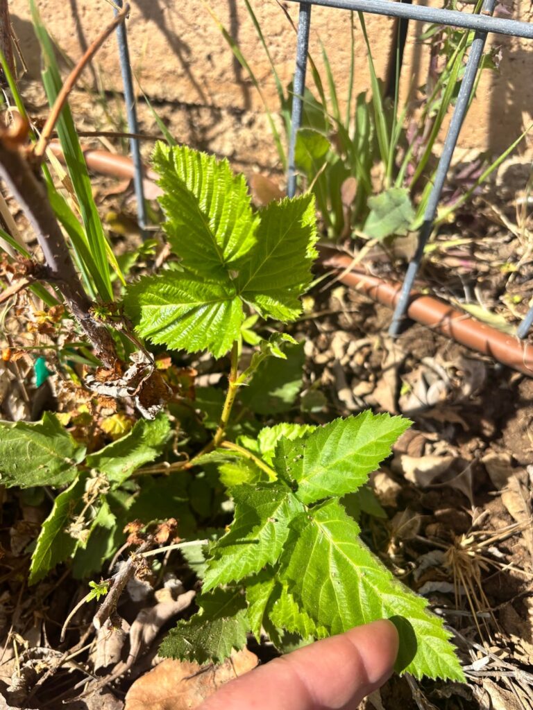 How do I get rid of these berries once and for all? How do I get rid of these berries once and for all?