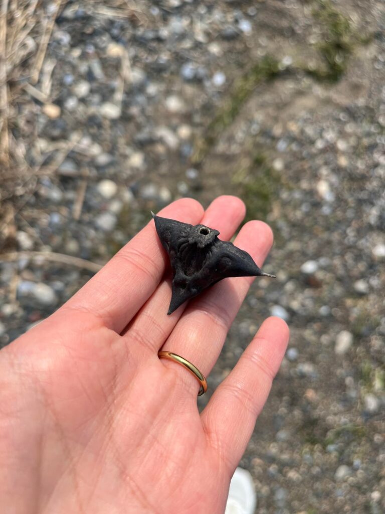 Found by a lake in Japan