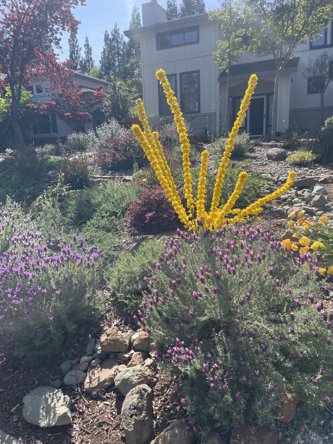 What is this tall yellow plant?
