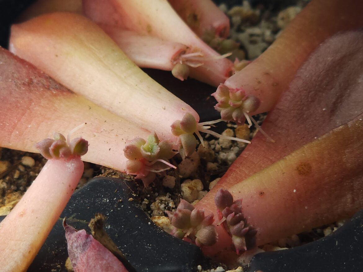 Super weird leaves on Black Prince leaf props?? Bifurcation, trifurcation, quadfurcation.. quintfurcation????