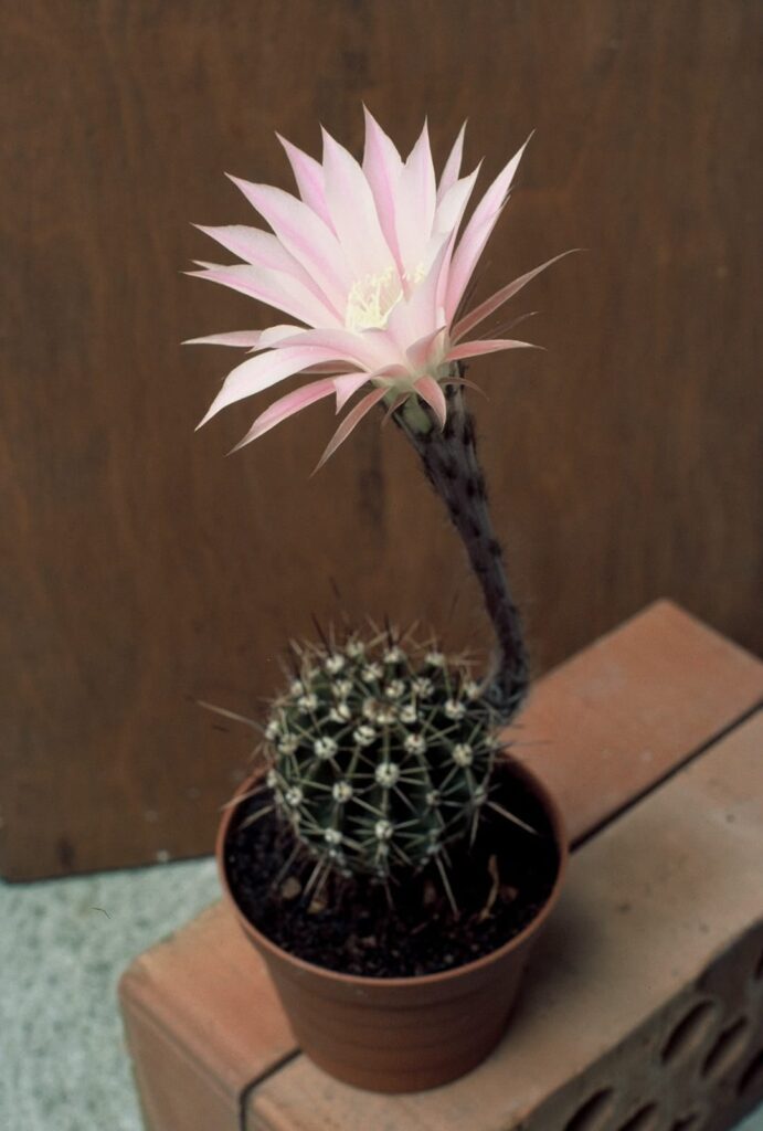 More blooming cactus 🌵🏵️ such beautys