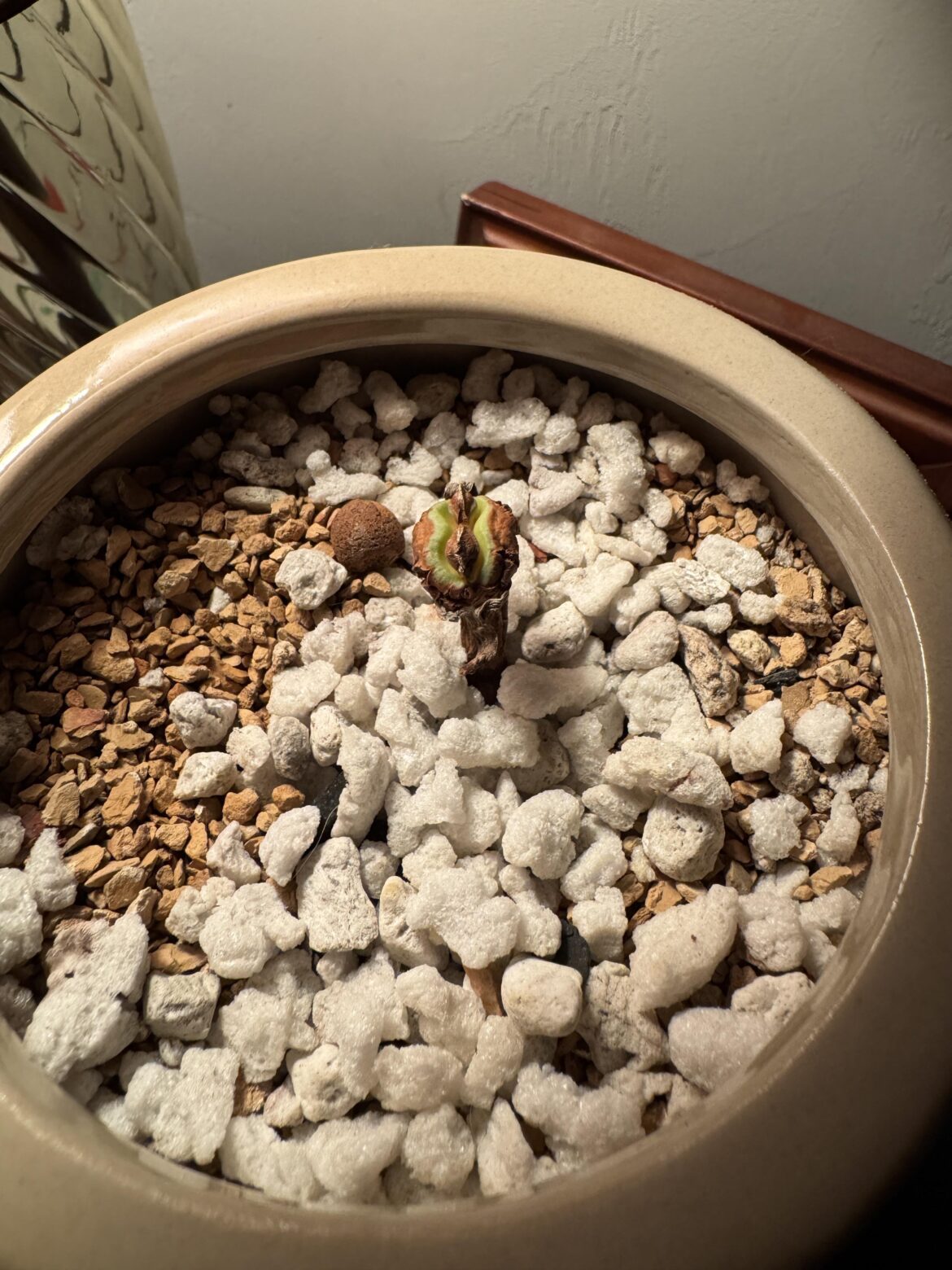 Death of my welwitschia or potential rebirth? Death of my welwitschia or potential rebirth?