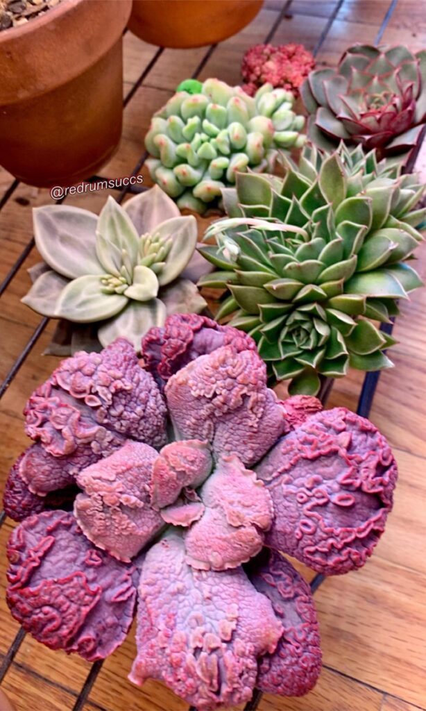 absolutely in awe of today’s plant mail. if you’re a fellow Echeveria lover please check out True Succulents Co. bc they are PHENOMENAL